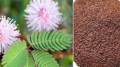 Photo of Mimosa Seed Benefits: Nature’s Answer to Boosting Immunity and Fighting Inflammation