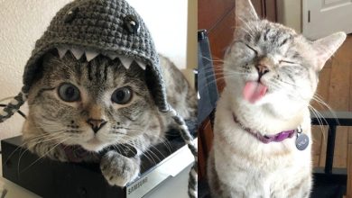 Photo of Meet Nala cat: The Instagram Star with a Ton of Fo – tymoff