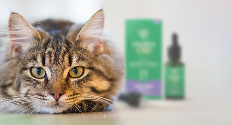CBD for cats